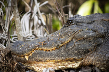 alligator in the swamp