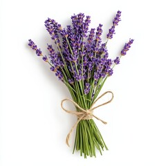 Fototapeta premium Fresh lavender bundle tied with twine isolated on white background calming and fragrant Mothers Day gift 