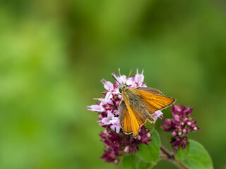 Large Skipper Butterfly Feeding on Marjoram