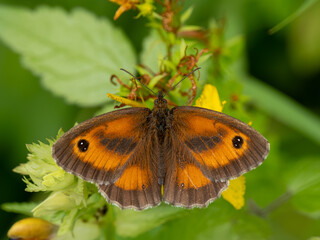 Gatekeeper Butterfly Basking on a Leaf