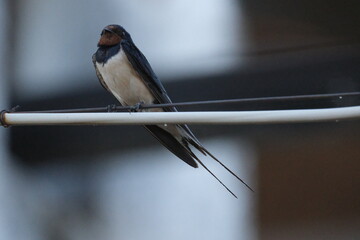 Une hirondelle rustique posé sur un cable © Cyndie
