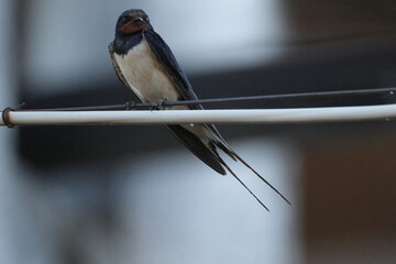 Une hirondelle rustique posé sur un câble © Cyndie