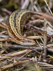 Female Common Lizard Basking on a Compost Heap