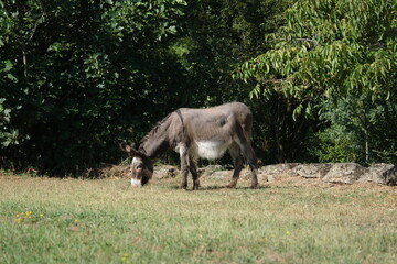 âne dans un champs