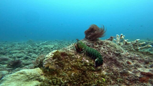 Underwater Scene with Mantis Shrimp on a rocky and coral-covered seabed. The shrimp's vivid green and red colors stand out