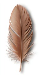 Soft brown feather with intricate details displayed against a plain background, showcasing its natural beauty and delicate structure