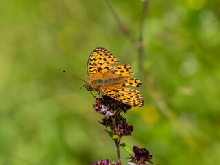 Obraz premium Dark Green Fritillary on Marjoram