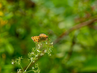 Side View of a Dark Green Fritillary