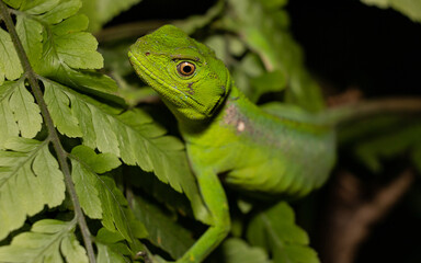 Fototapeta premium green lizard on a branch