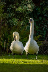 two white swans