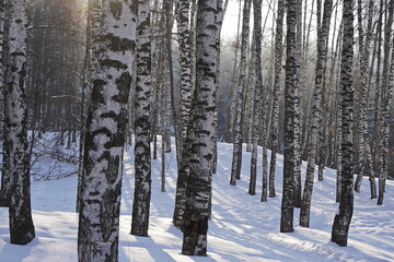 Birch grove. Tree trunks in winter.
