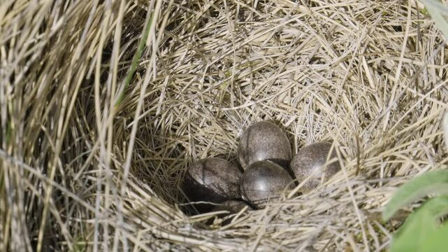 Southern Urals, a tree pipit (Anthus trivialis) nest in the grass.
