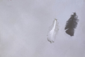 White feather and its shadow on a white wall.