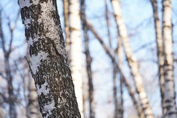 Fototapeta premium Birch grove. Tree trunks in winter.