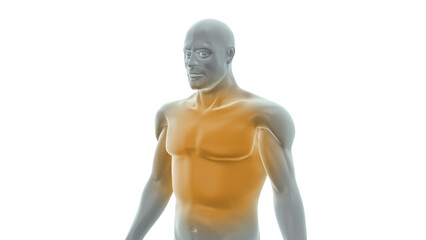 Obraz premium Pain Affecting the Spine and Back Region