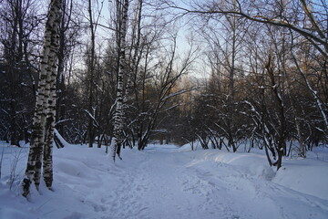 Birch grove. Tree trunks in winter.