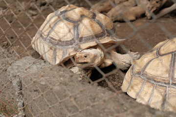 A tortoise peeking through a wire fence or cage