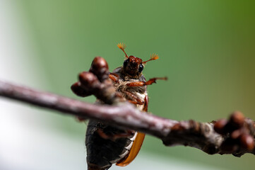 A cockchafer on a branch in nature