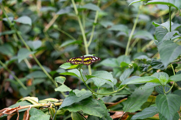 Beautiful butterfly on a green leaf