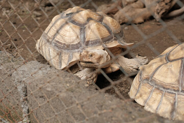 A tortoise slowly moving behind a wire fence