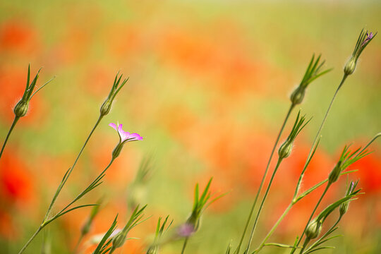 a single purple wildflower on a thin stem, and buds. In the background, a bright red poppy meadow is blurred. The atmosphere of summer with the warmth and tenderness of nature.