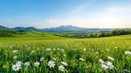 Daisies in mountain valley sunrise; scenic landscape