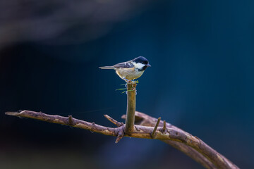 Coal tit 