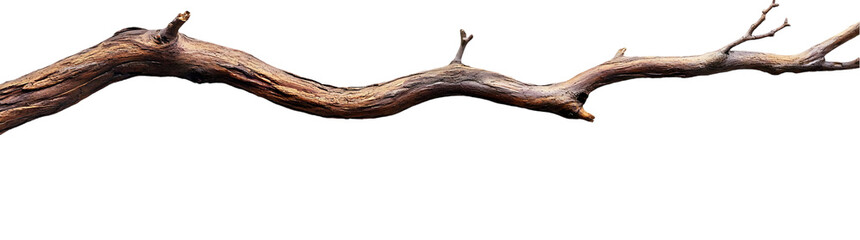 Branching Out Single Brown Wood Branch Isolated on White and Transparent Background