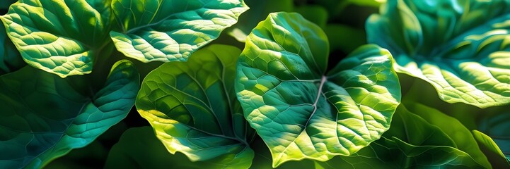 Fototapeta premium green leaves background