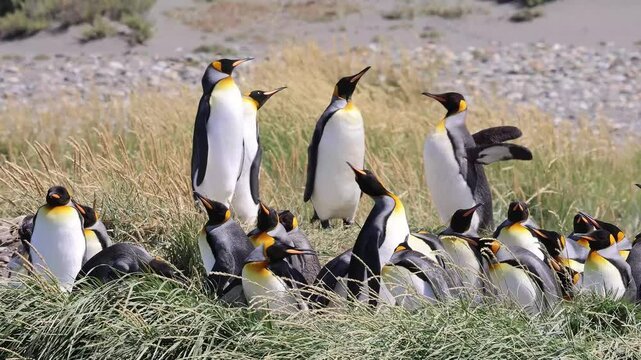 King penguin colony close