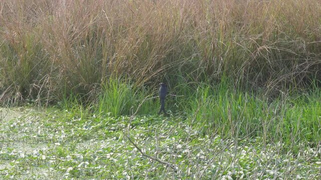 A dongo bird is sitting on the abounded pond and waiting for fishing for satisfy the hunger
