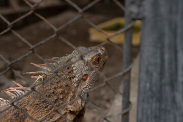 An iguana looking to the side behind a wire fence