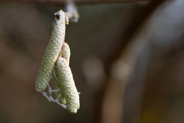 Close up image of katkins in an autumn frost