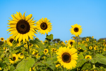 Sunflower garden ion blue sky background.Yellow sunflowers and harvest, bright sunny flower.Farming...