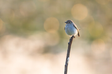 Asian Brown Flycatcher ( Muscicapa dauurica ) perched on the branch of tree on morning time and sunrise light bokeh background in the garden park.Wildlife small bird outdoor concept.
