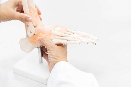 Orthopedist explain to the patient for human foot bone injury treatment program.Doctor showing to feet fingle bone anatomy and film x ray bone.Physiotherapy present foot  model for injured athlete. - Powered by Adobe