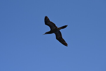Weißbauchtölpel, fliegend, auf Nahrungssuche / Fischfang über dem Meer unweit der Küste