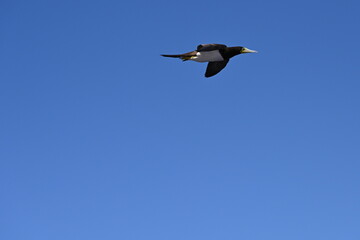 Weißbauchtölpel, fliegend, auf Nahrungssuche / Fischfang über dem Meer unweit der Küste