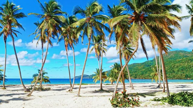 Green palm trees on empty beach of tropical island against blue sky with white clouds. Turquoise ocean on sunny day. Perfect natural landscape for summer vacation. Travel to tropical paradise.