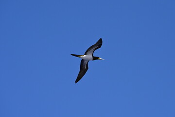 Weißbauchtölpel, fliegend, auf Nahrungssuche / Fischfang über dem Meer unweit der Küste