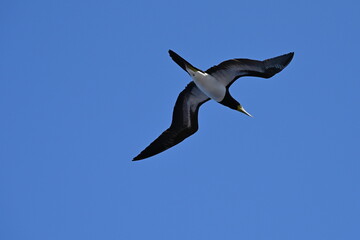 Weißbauchtölpel, fliegend, auf Nahrungssuche / Fischfang über dem Meer unweit der Küste
