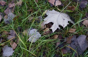 DRIED LEAVES ON THE GRASS