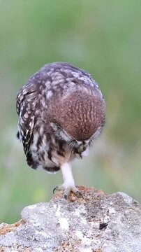 A little owl is bending its wings and claws with its beak while standing on a rock in summer 