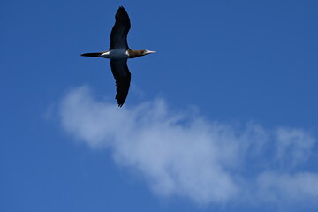 Weißbauchtölpel, fliegend, auf Nahrungssuche / Fischfang über dem Meer unweit der Küste