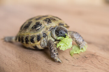 A pet turtle eats a green lettuce leaf on a wooden surface