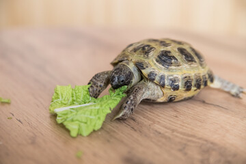 A pet turtle eats a green lettuce leaf on a wooden surface