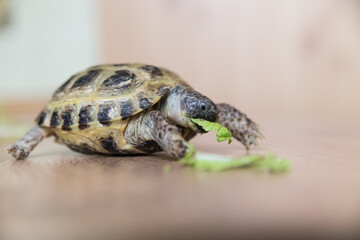A pet turtle eats a green lettuce leaf on a wooden surface