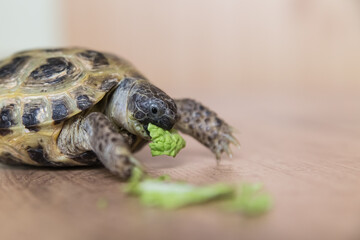 A pet turtle eats a green lettuce leaf on a wooden surface
