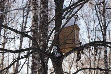 Birdhouse on a tree in a birch grove. Winter.