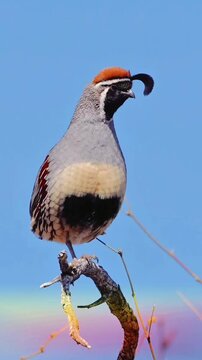 A male Gambel's Quail standing on a branch on a leg looking around, Gambel's Quail